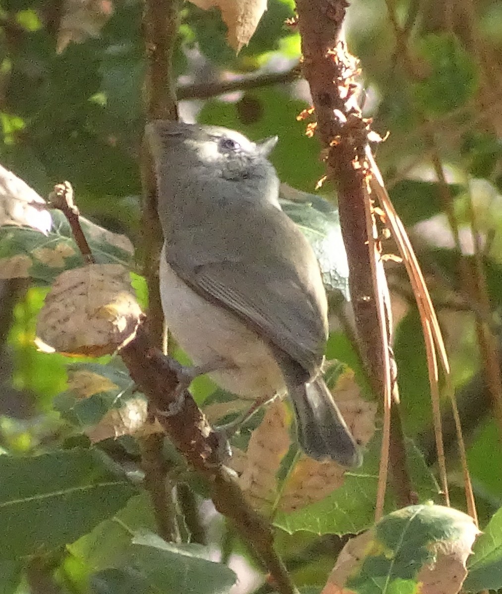 Oak Titmouse - ML644610236