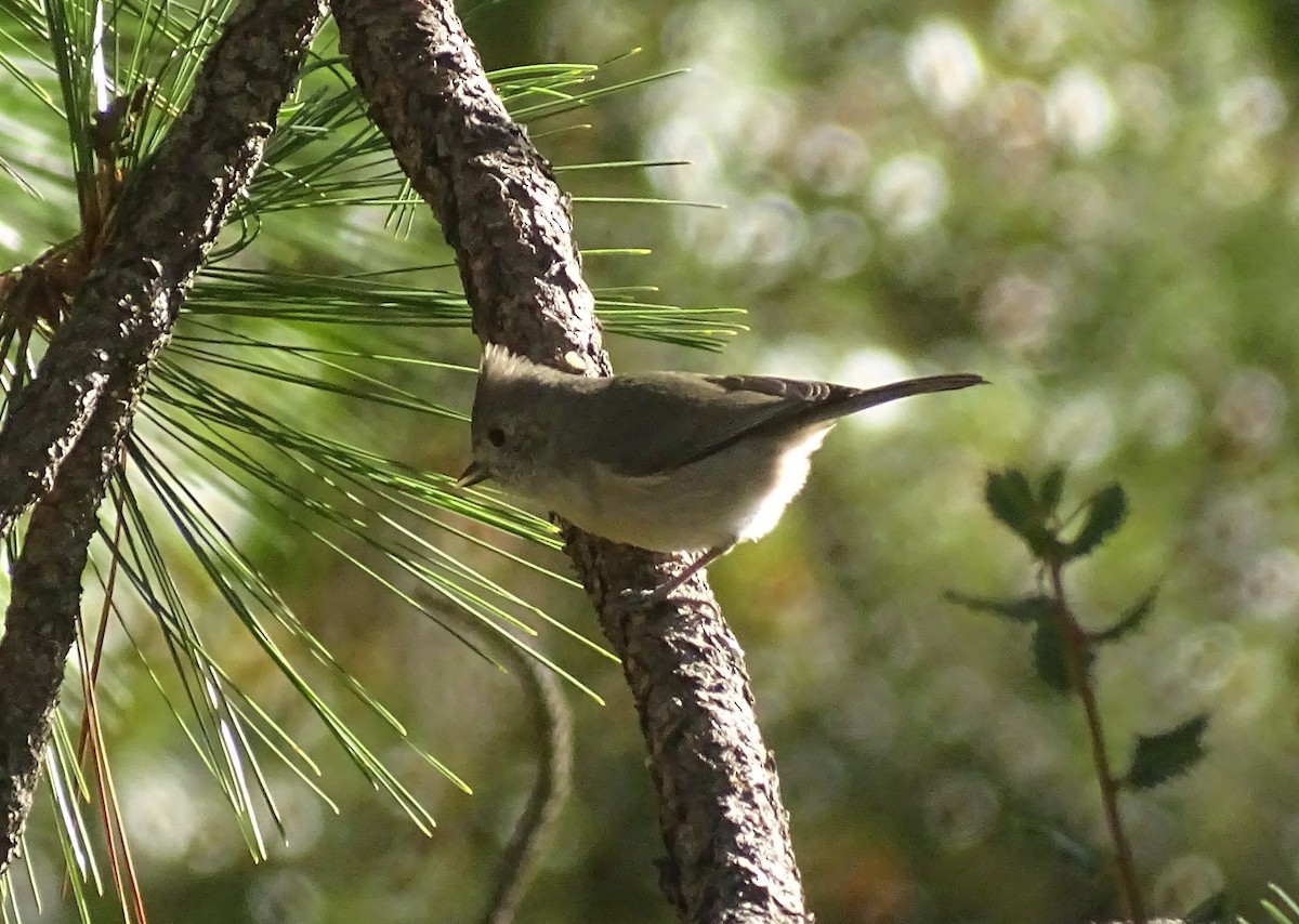 Oak Titmouse - ML644610240