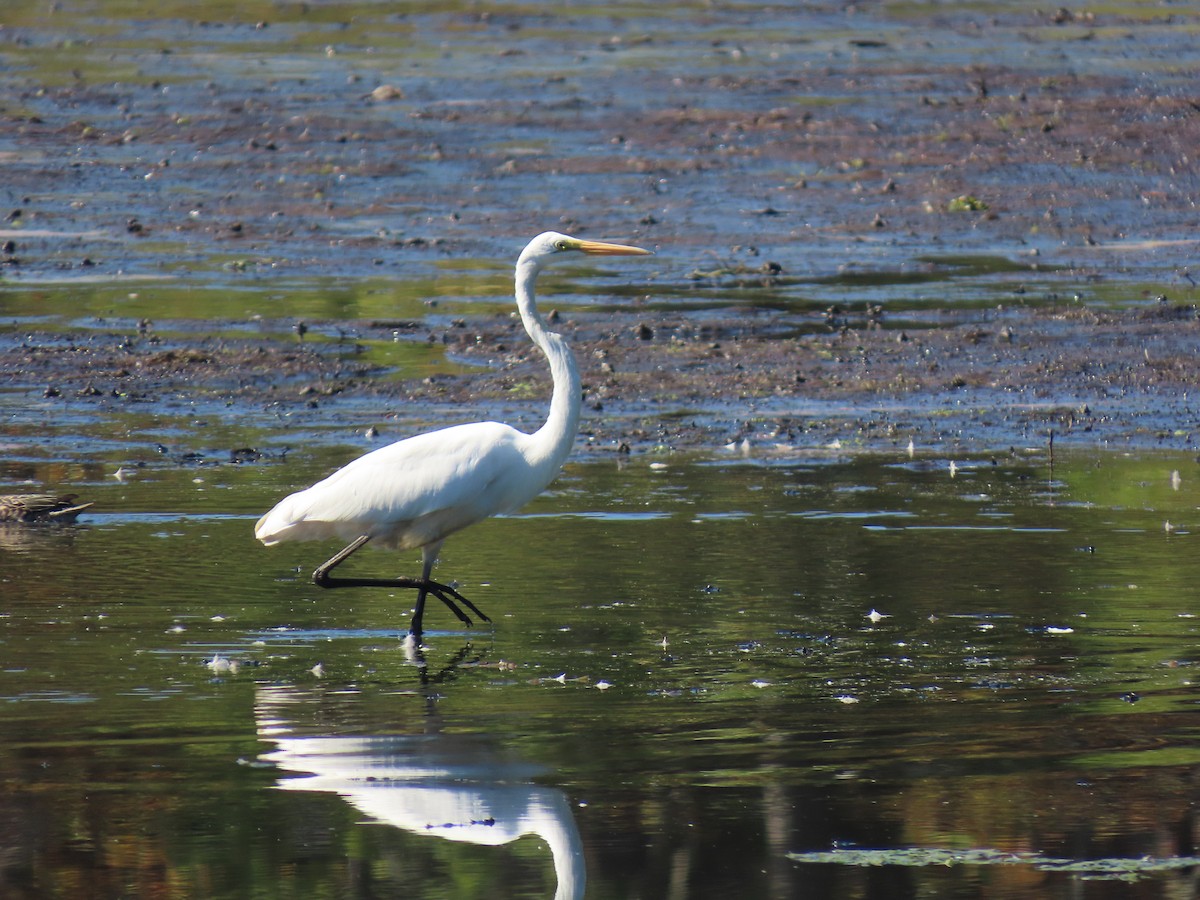 Great Egret - ML644610241