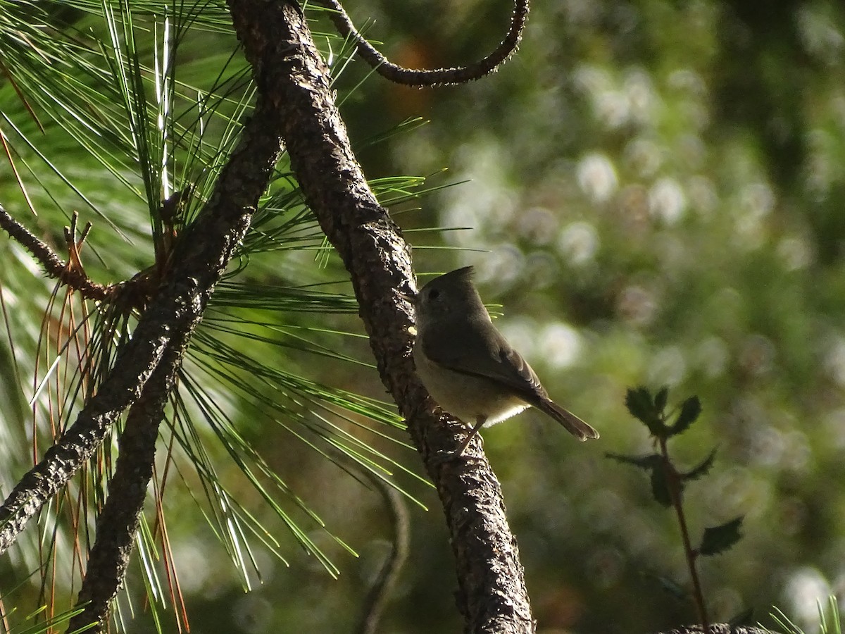 Oak Titmouse - ML644610247