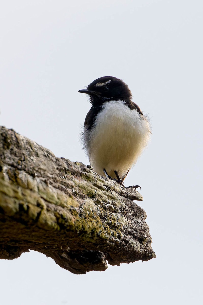 Willie-wagtail - ML644610248