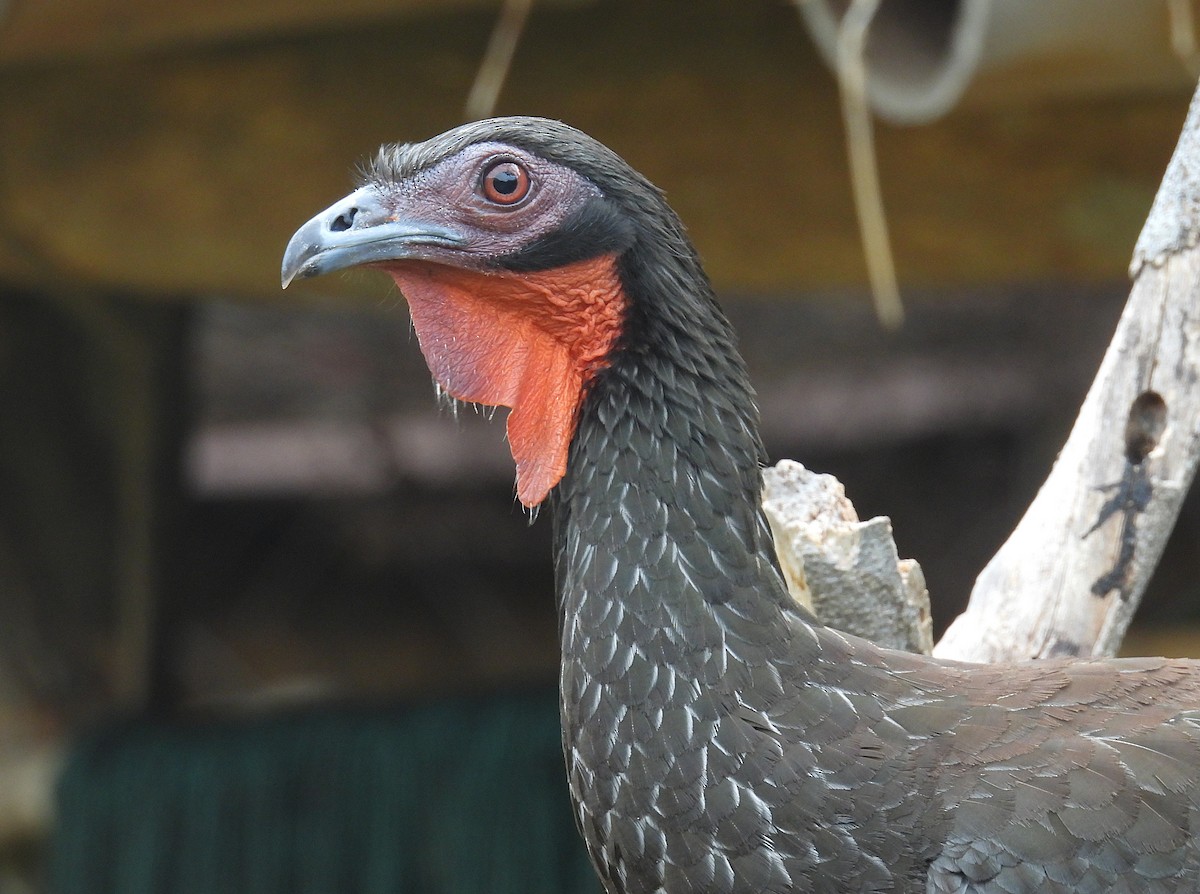 White-winged Guan - ML644610249