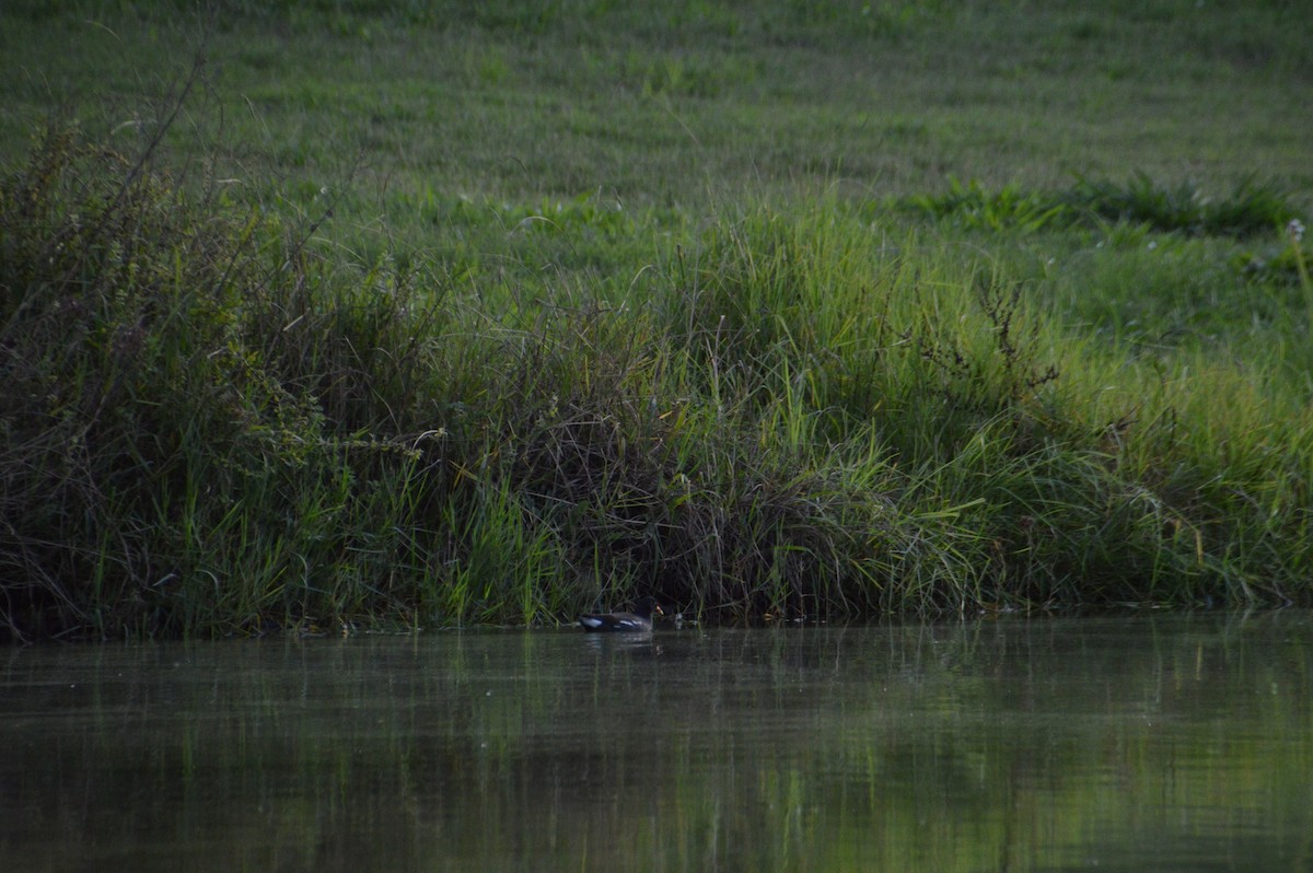 Eurasian Moorhen - ML644610250