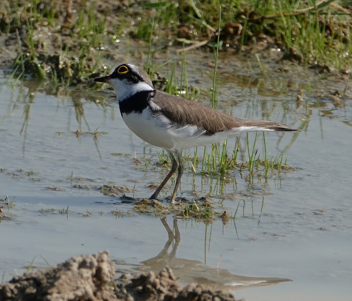 Little Ringed Plover - ML644610259