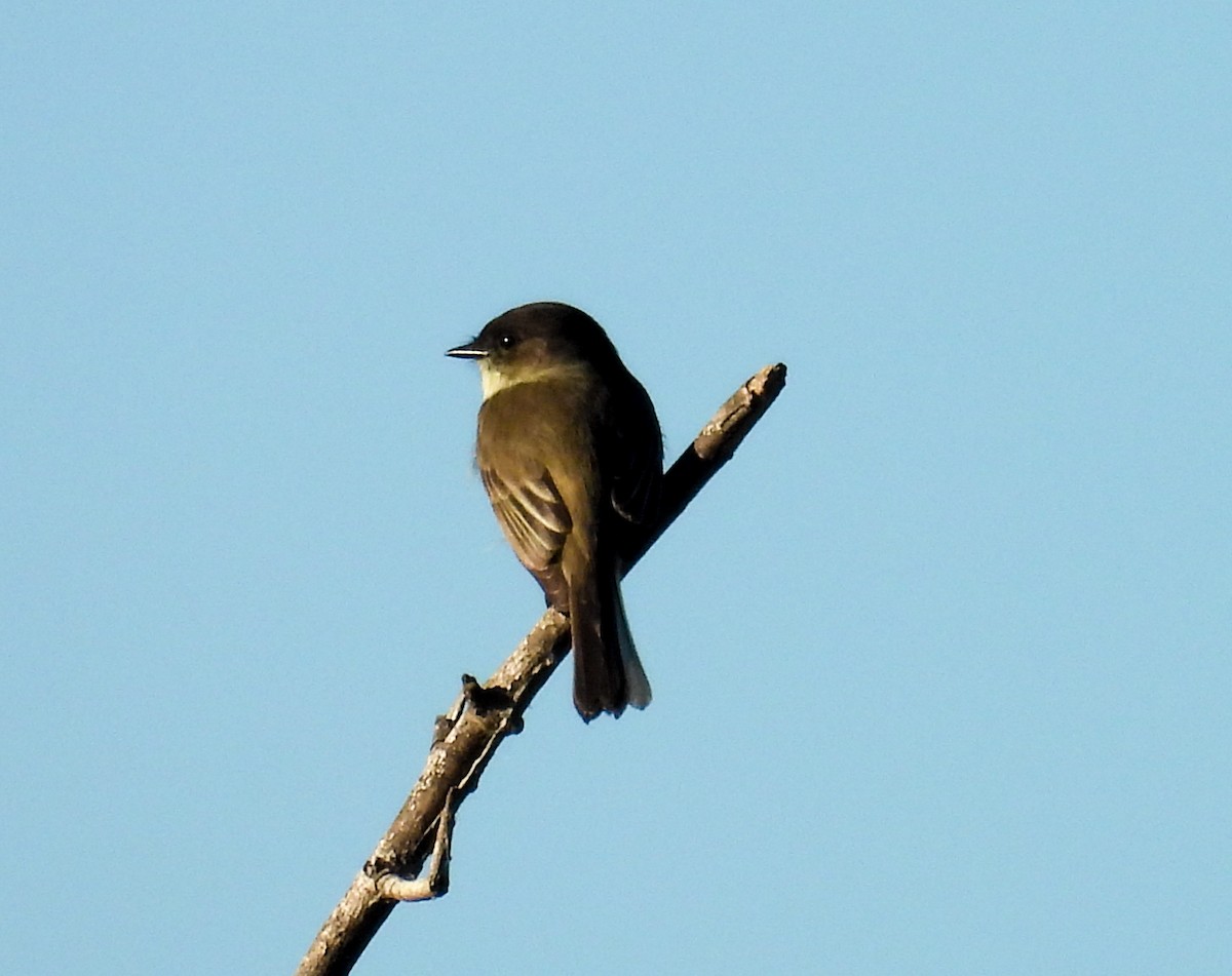 Mosquero Fibí - ML644610260