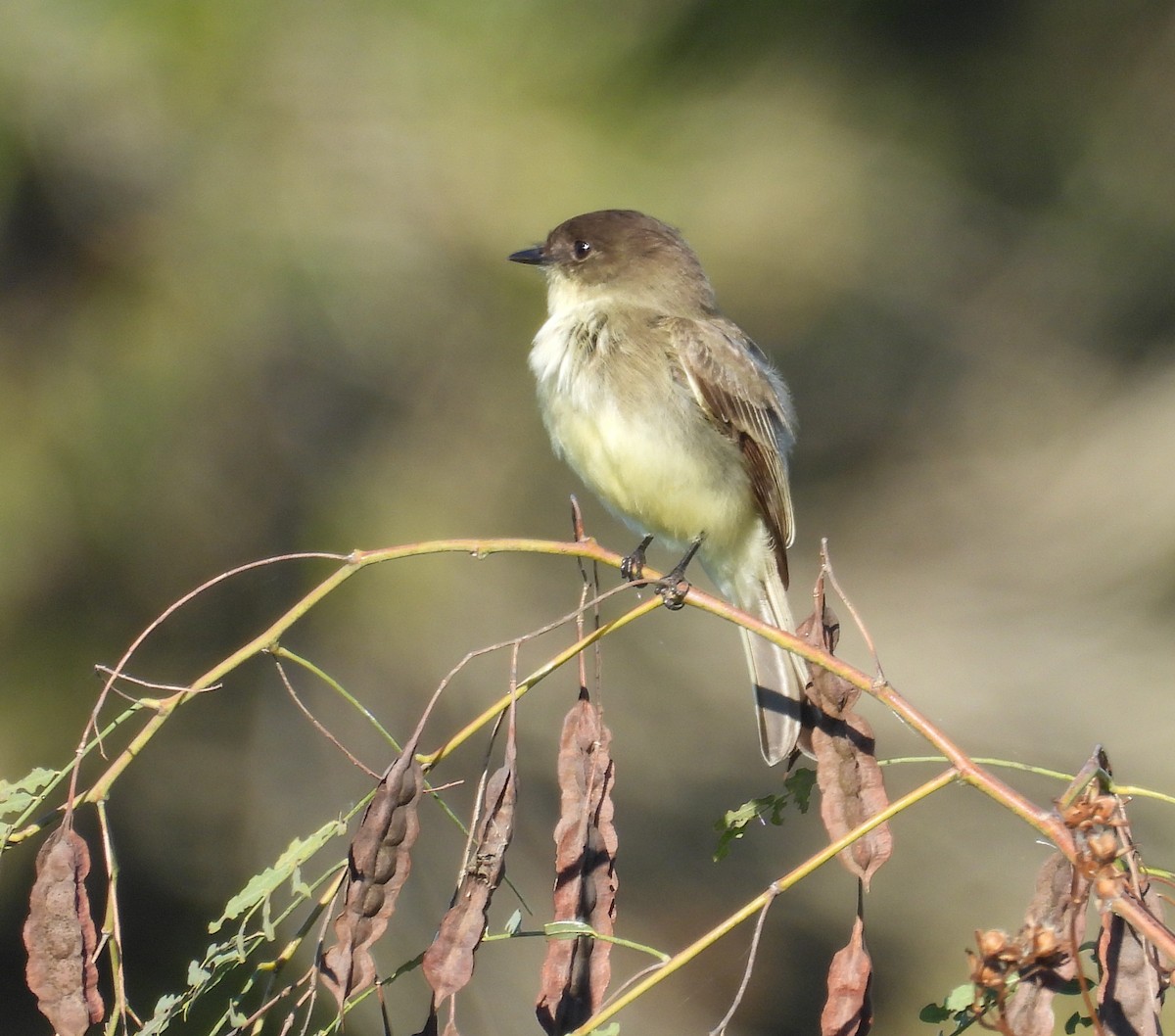 Mosquero Fibí - ML644610261