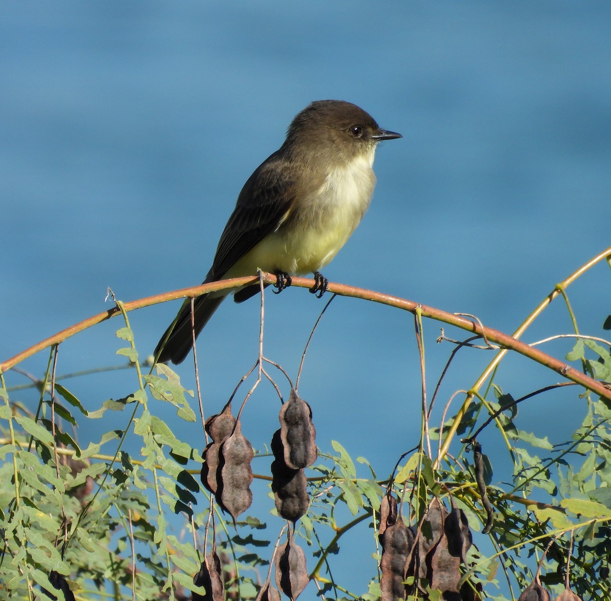 Mosquero Fibí - ML644610262