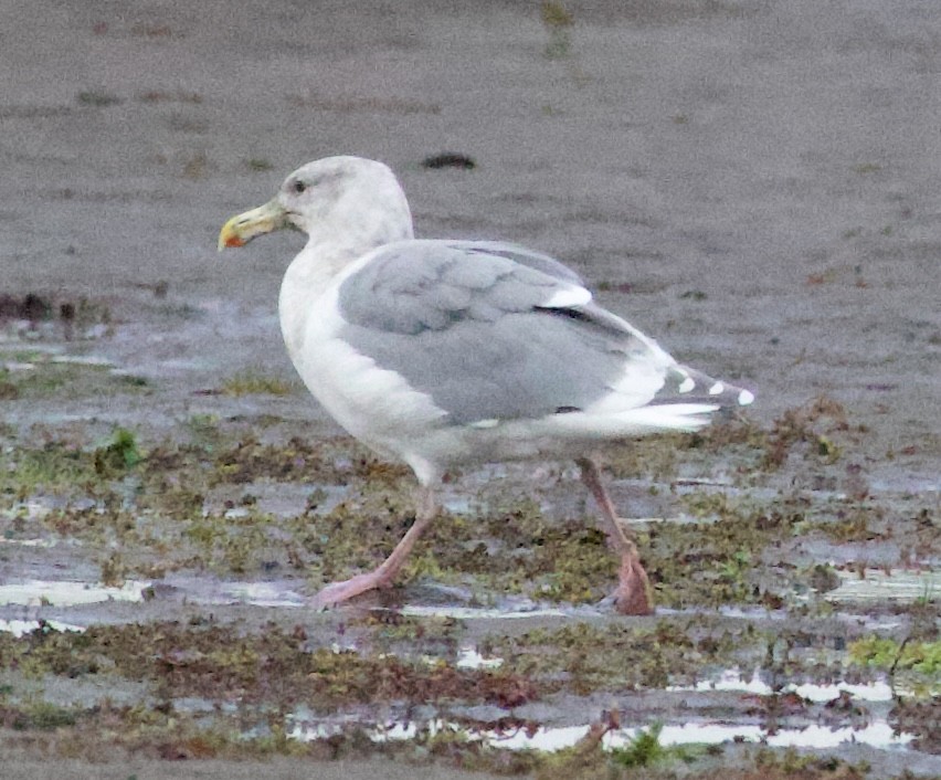 ワシカモメ - ML644610277