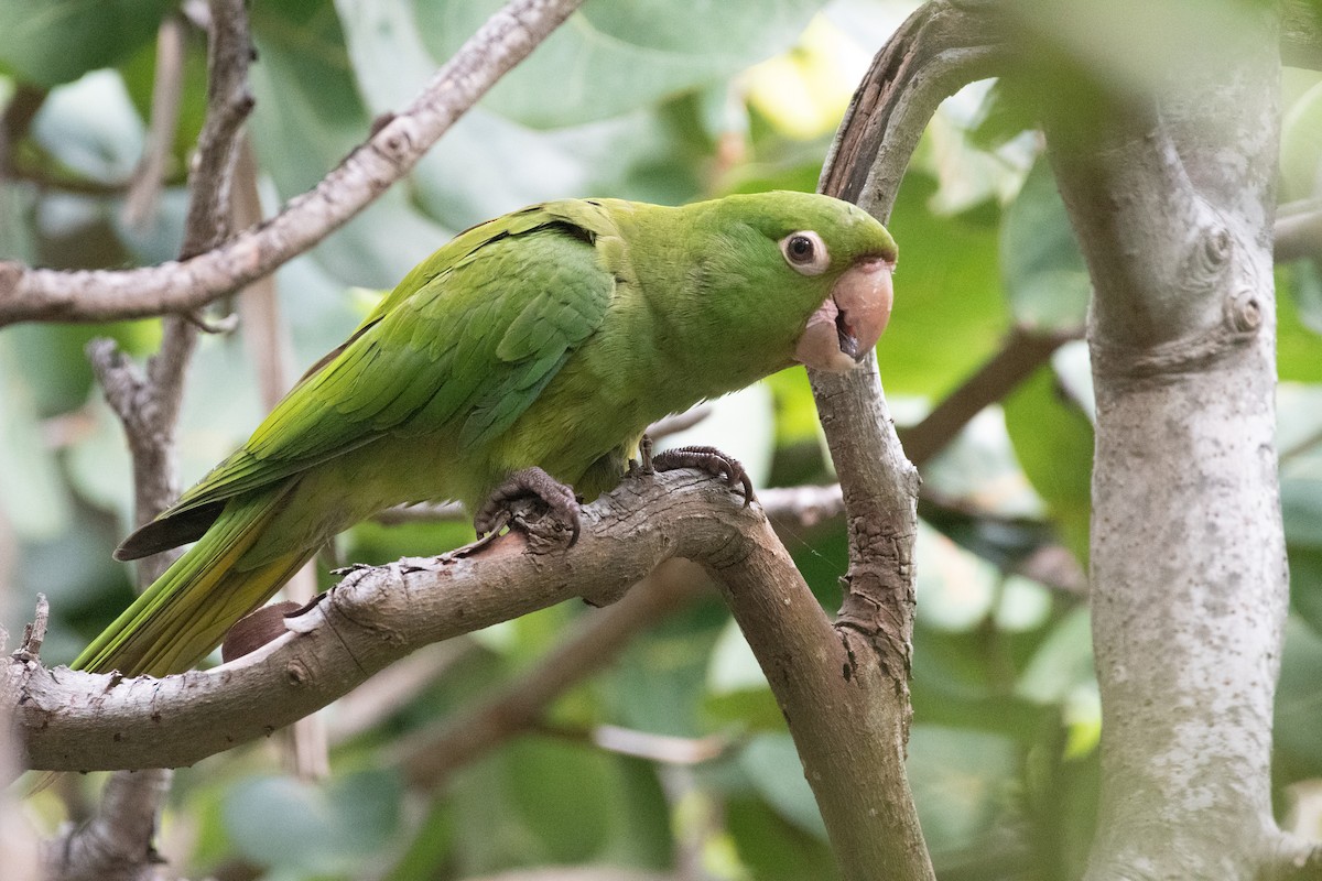 White-eyed Parakeet - ML644610278