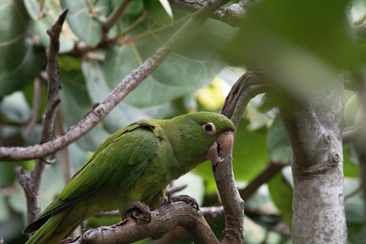 White-eyed Parakeet - ML644610279