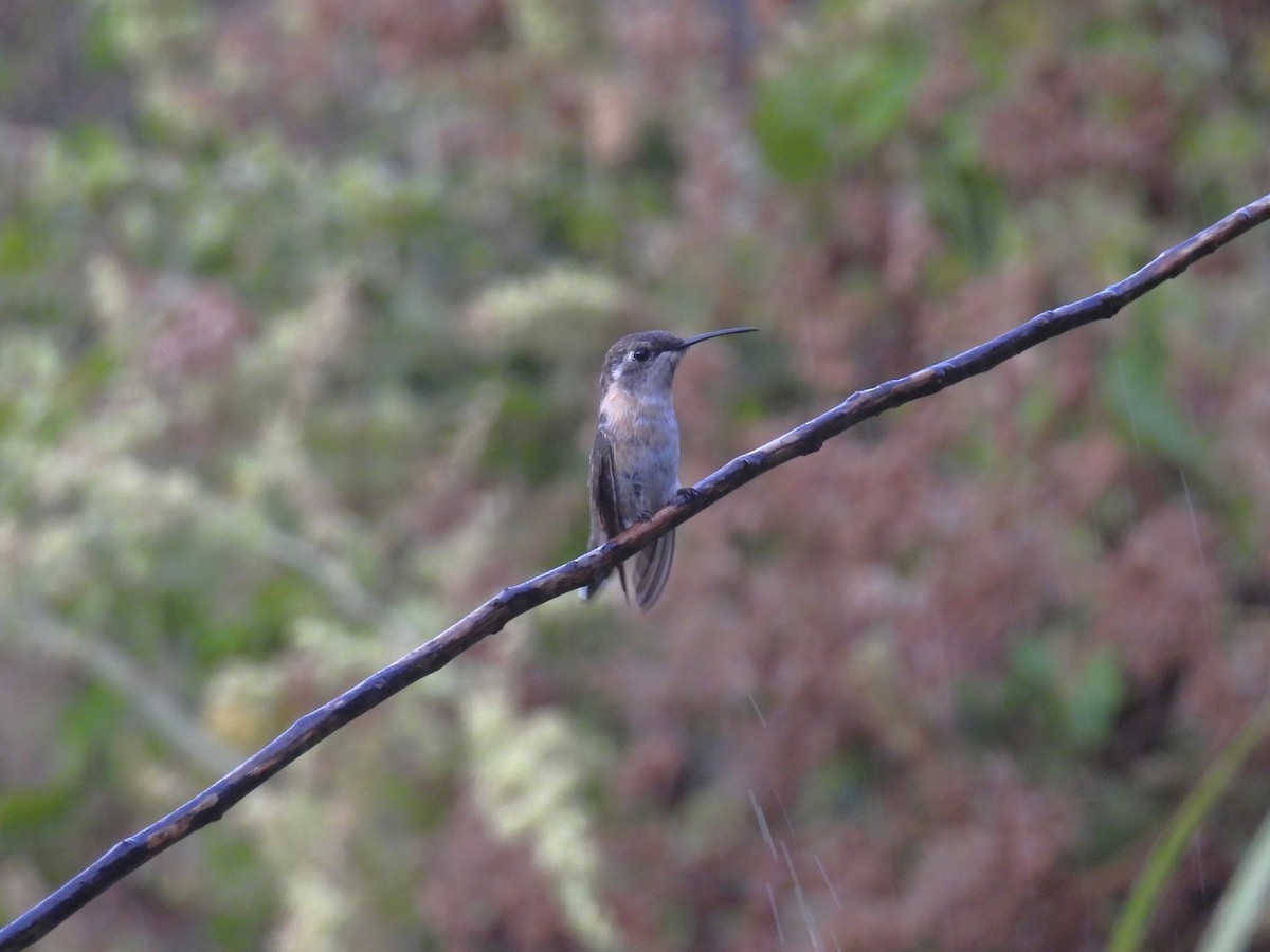 Colibri de Fanny - ML644610288