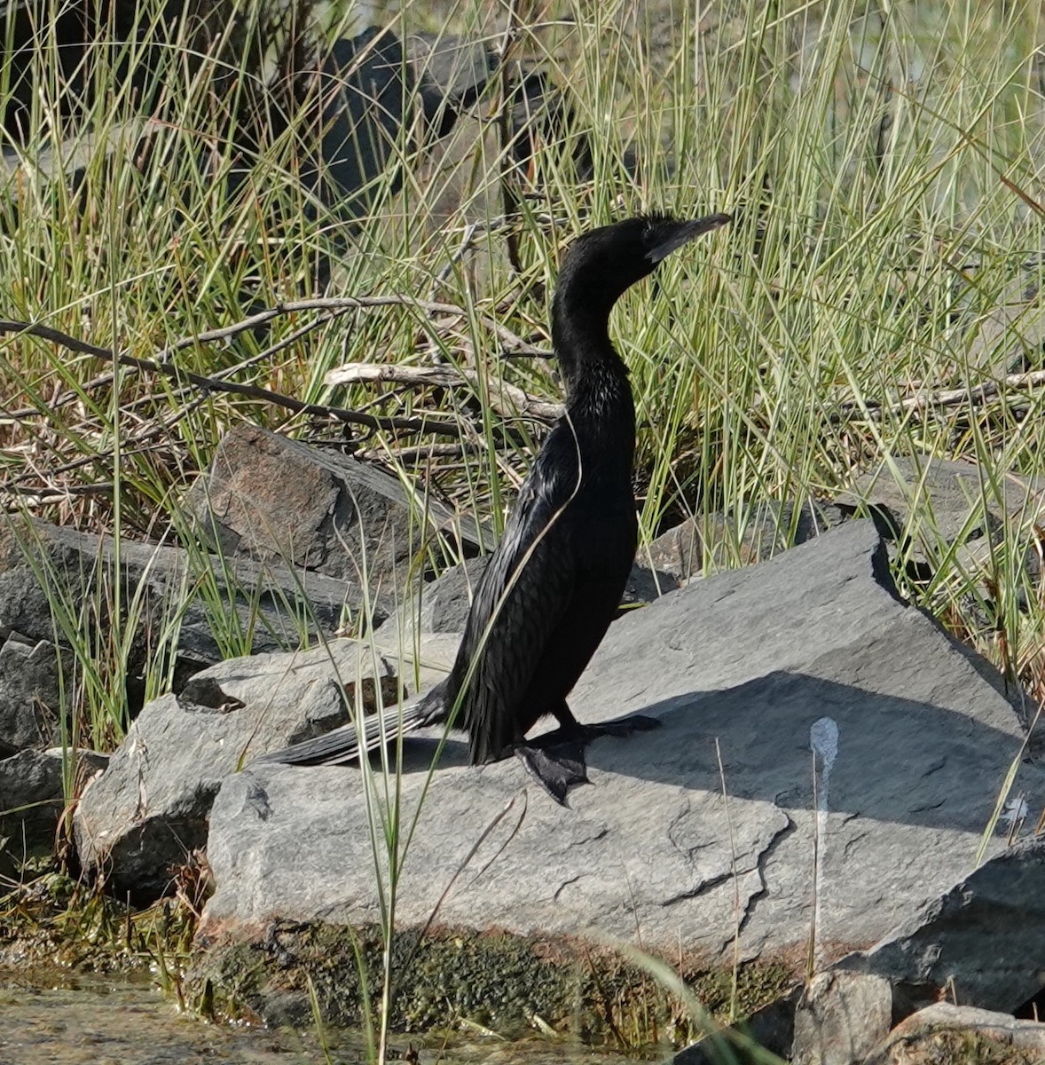 Little Cormorant - ML644610289