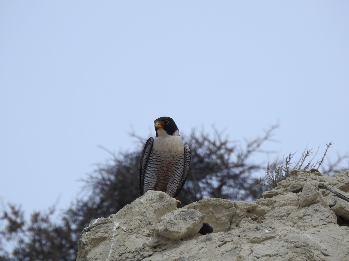 vandrefalk - ML644610302