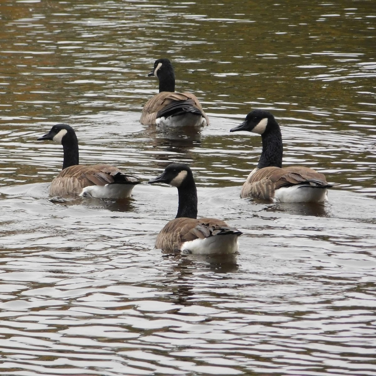 Canada Goose - ML644610305
