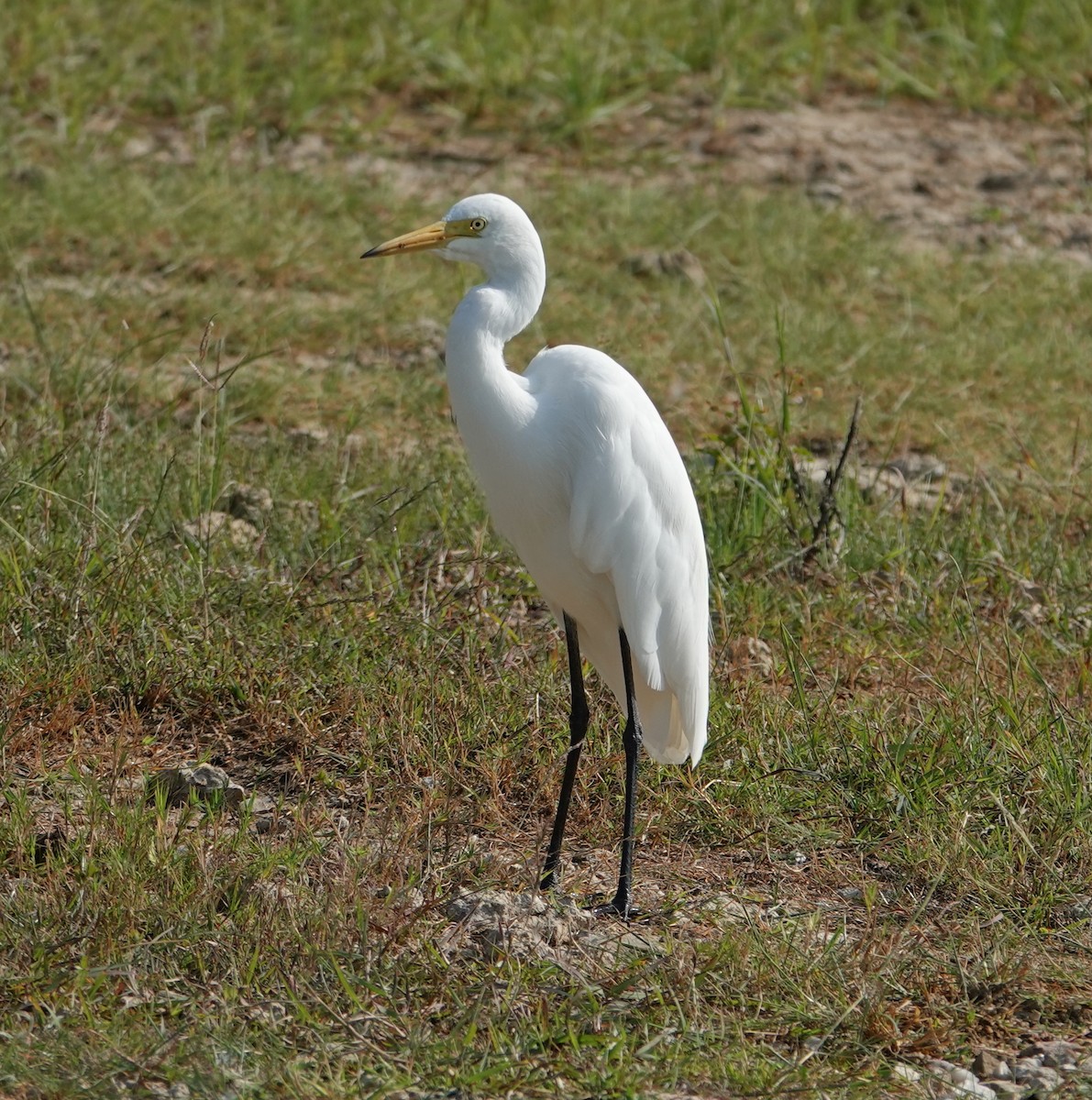 Medium Egret - ML644610315