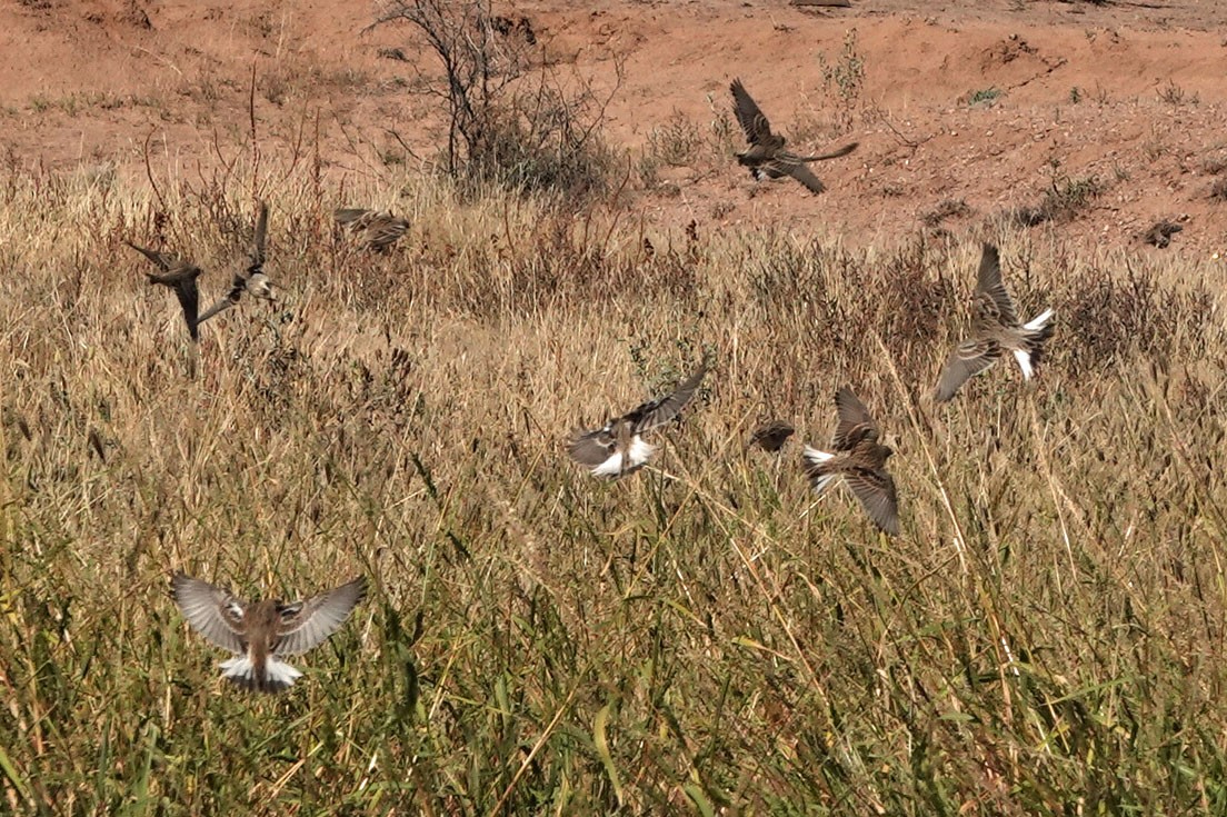 Chestnut-collared Longspur - ML644610316