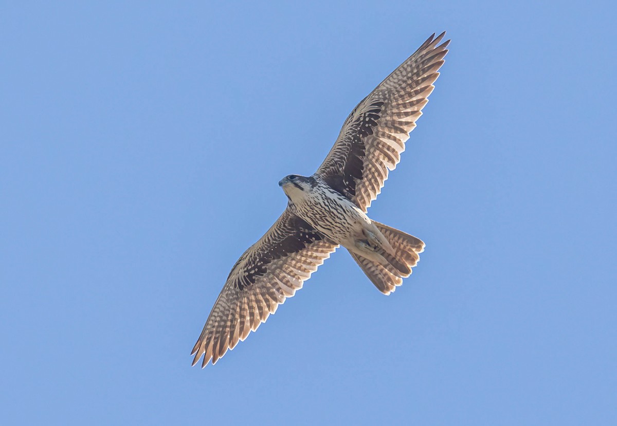 raroh prériový - ML644610318