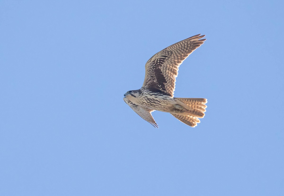 raroh prériový - ML644610320