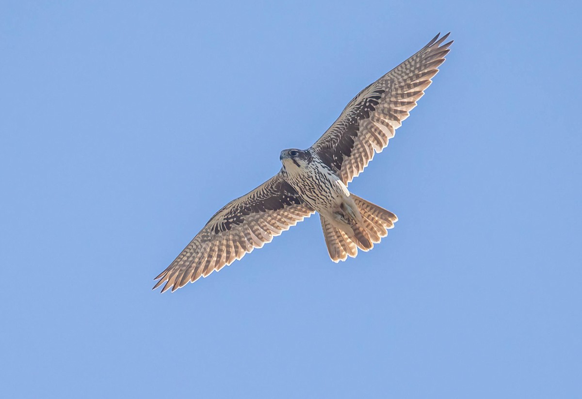 raroh prériový - ML644610321