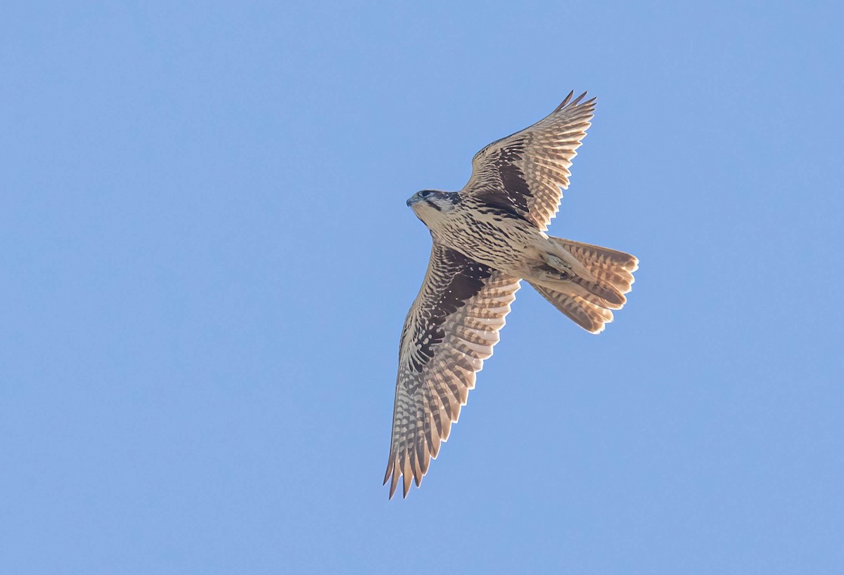 raroh prériový - ML644610322