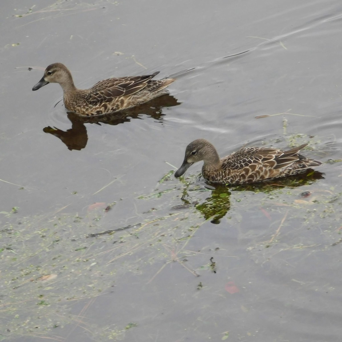 Blauflügelente - ML644610325