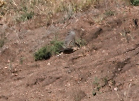 Chestnut-collared Longspur - ML644610330
