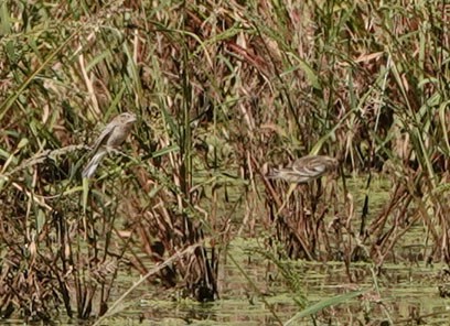 Chestnut-collared Longspur - ML644610331