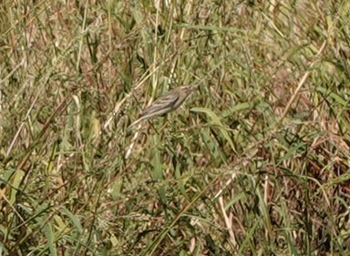 Chestnut-collared Longspur - ML644610332