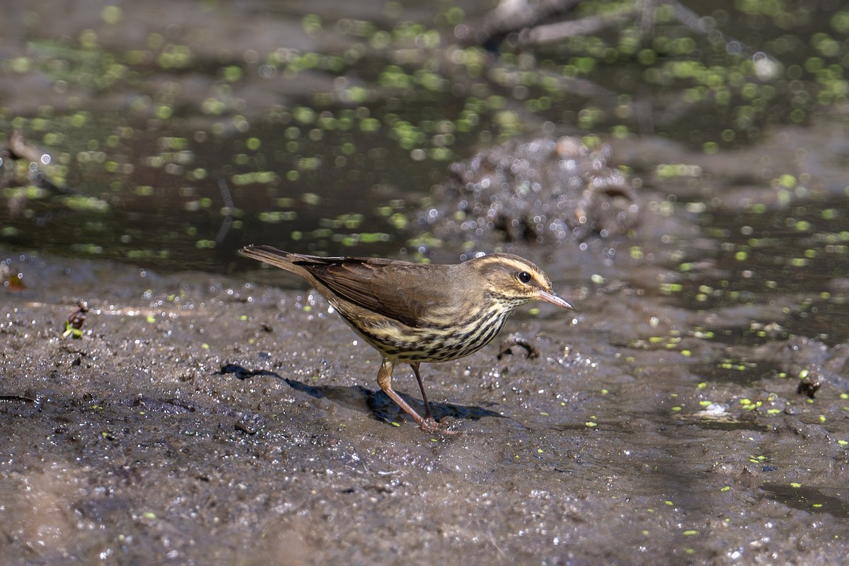 Northern Waterthrush - ML644610343