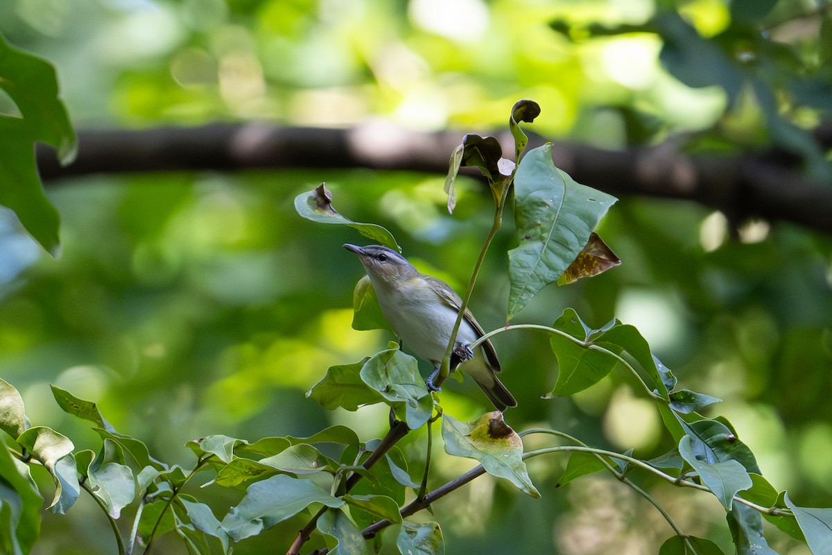 Kızıl Gözlü Vireo - ML644610345