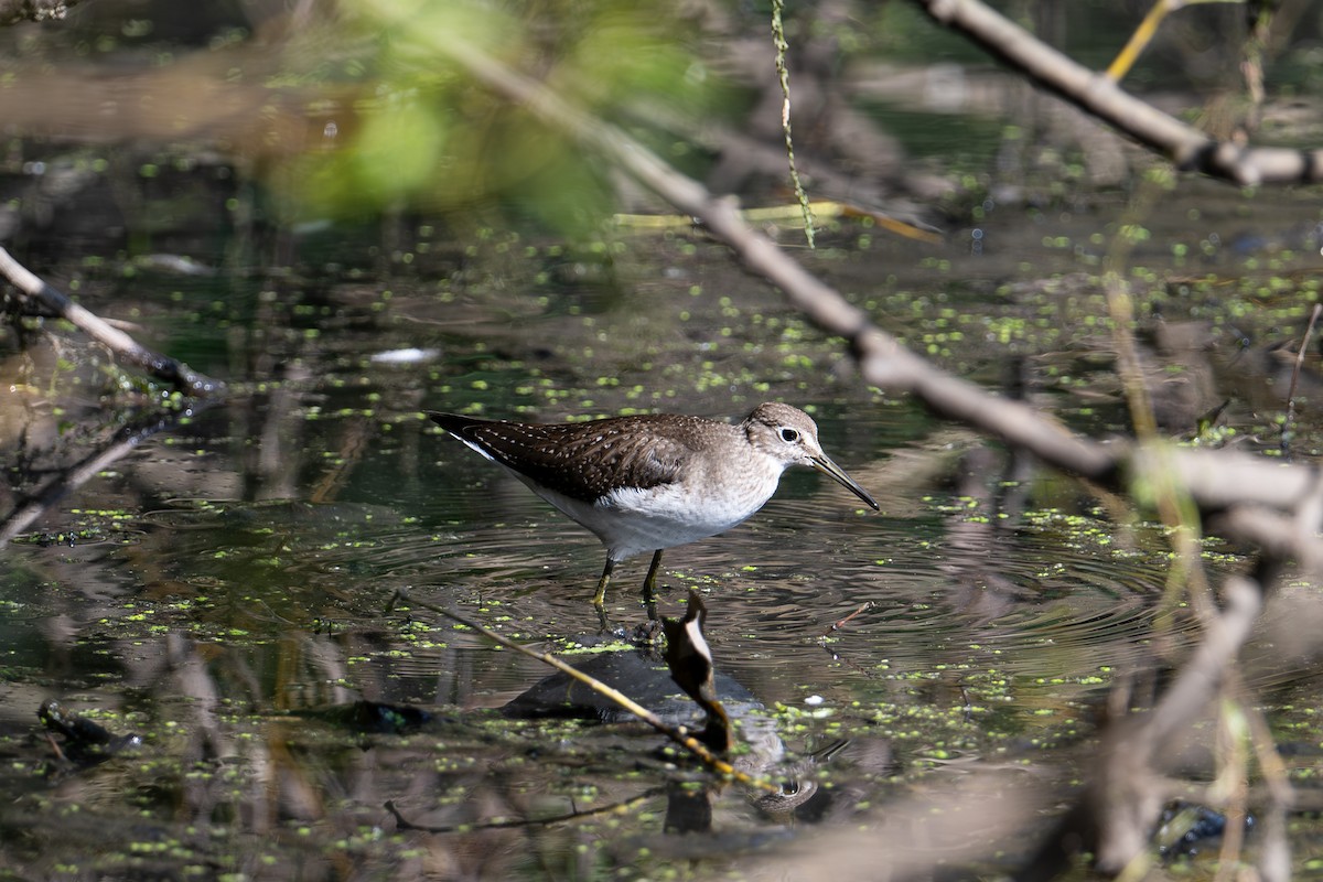 Solitary Sandpiper - ML644610346