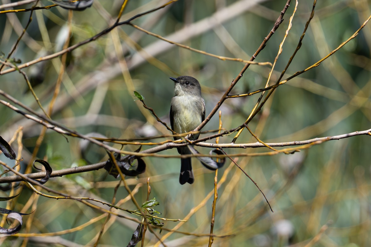 Mosquero Fibí - ML644610347