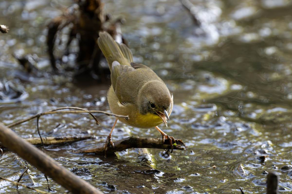 Common Yellowthroat - ML644610349