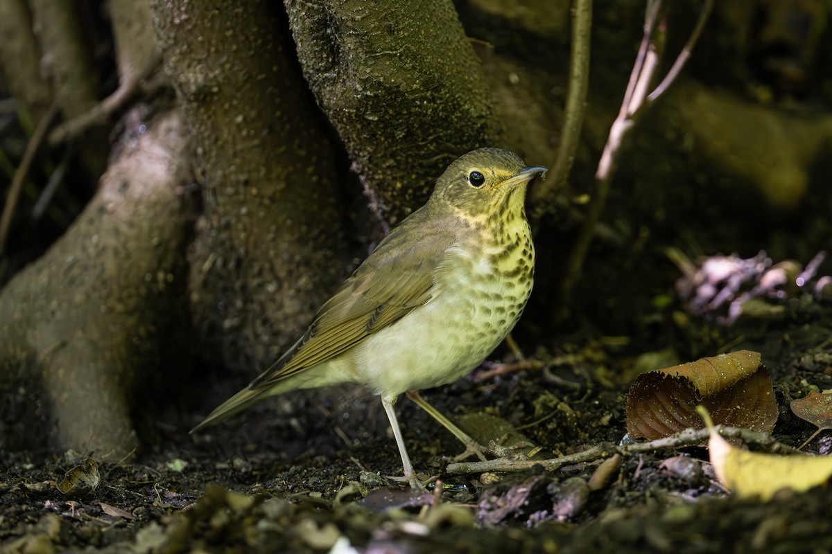 Grive à dos olive - ML644610355