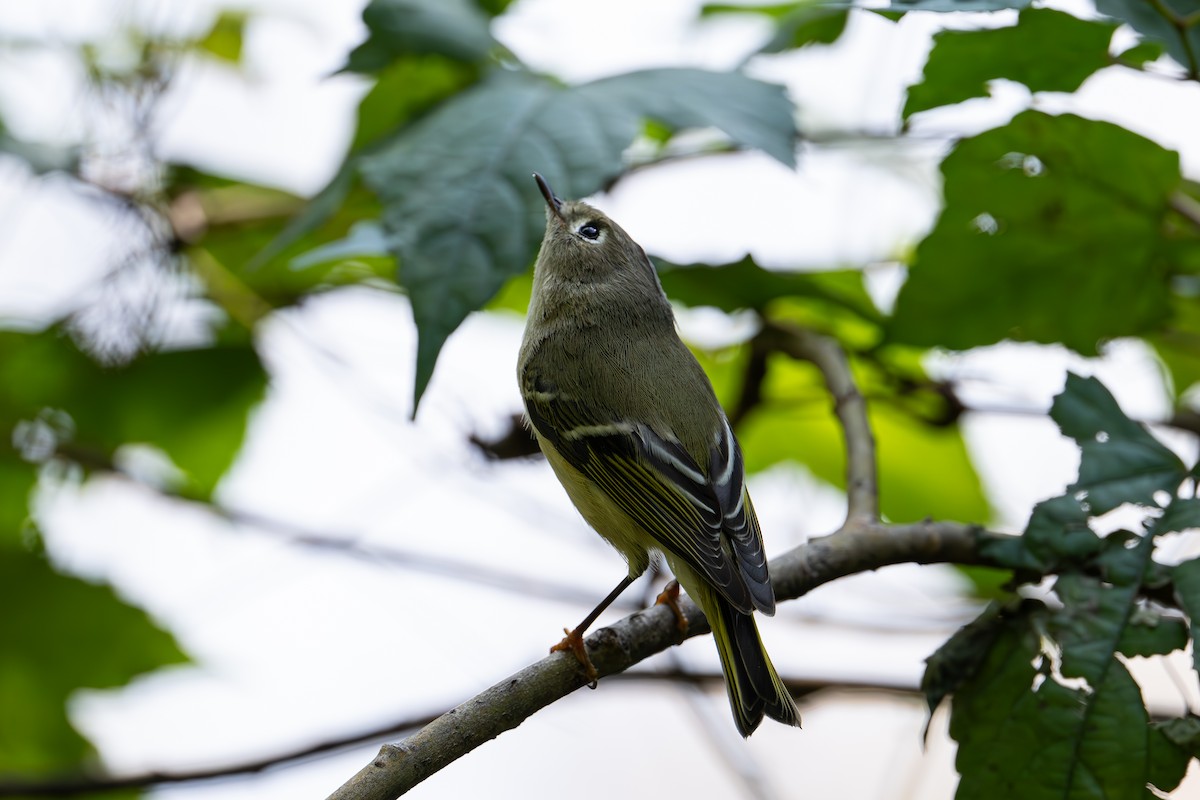 Ruby-crowned Kinglet - ML644610356