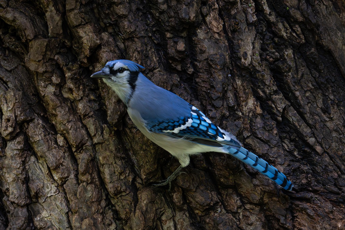 Blue Jay - ML644610363
