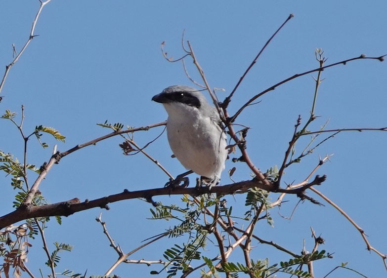 Loggerhead Shrike - ML644610365