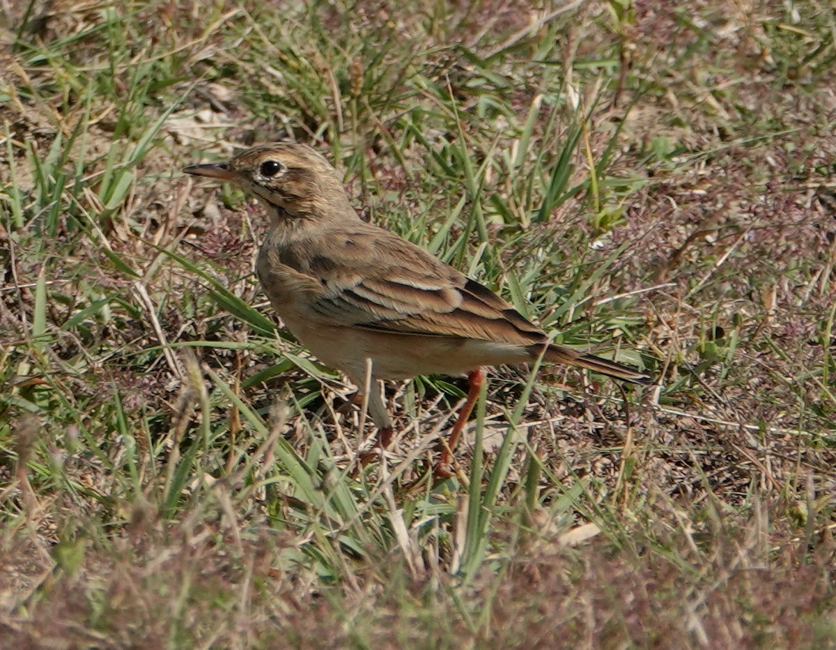Tawny Pipit - ML644610369