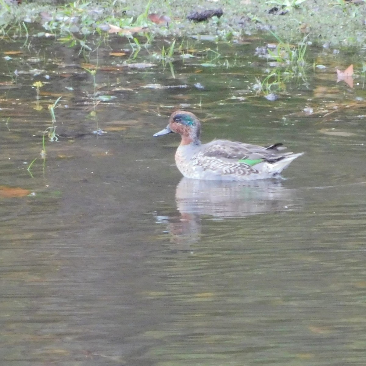 krikkand - ML644610370