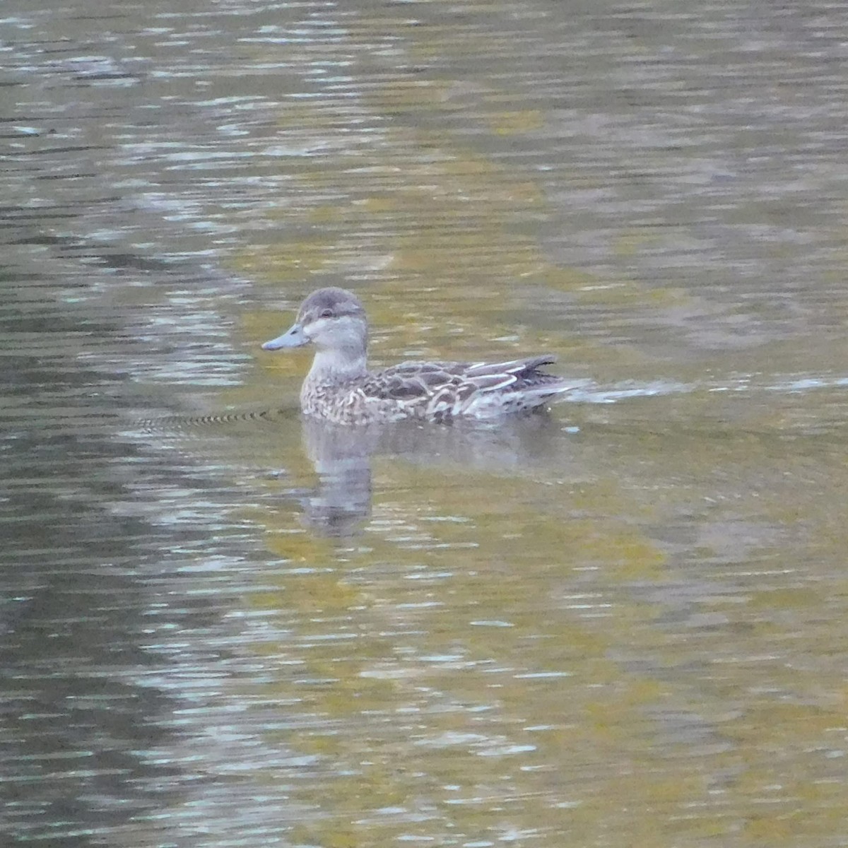 krikkand - ML644610371