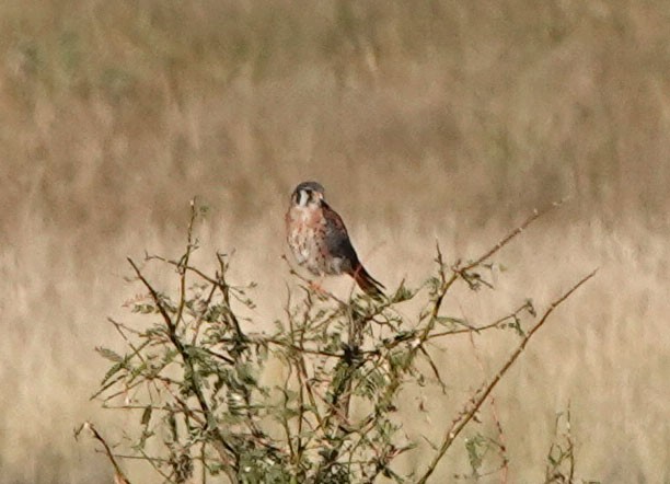 בז אמריקני - ML644610372