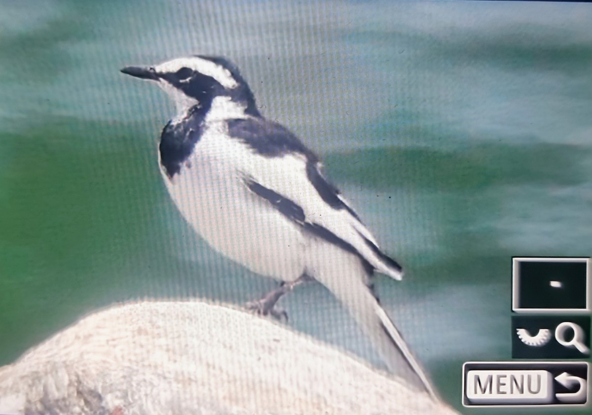 African Pied Wagtail - ML644610373