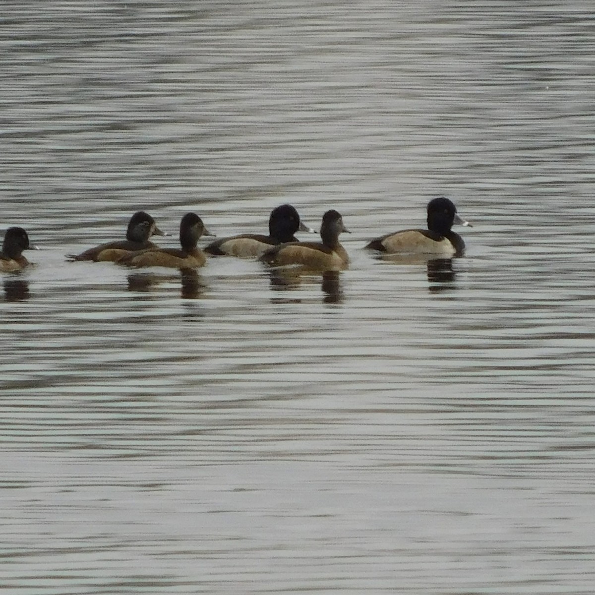 Ring-necked Duck - ML644610375