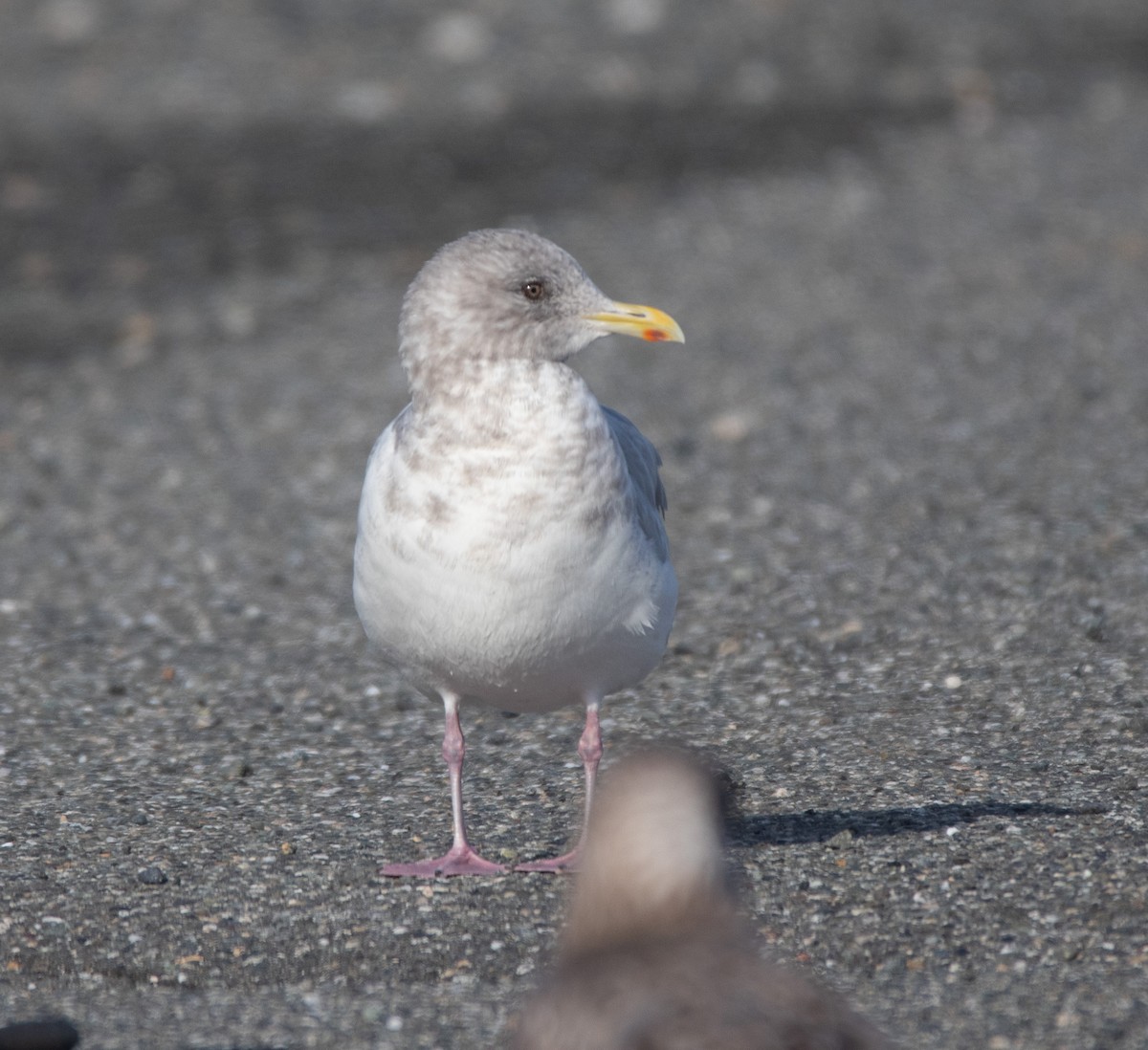 Iceland Gull (Thayer's) - ML644610385