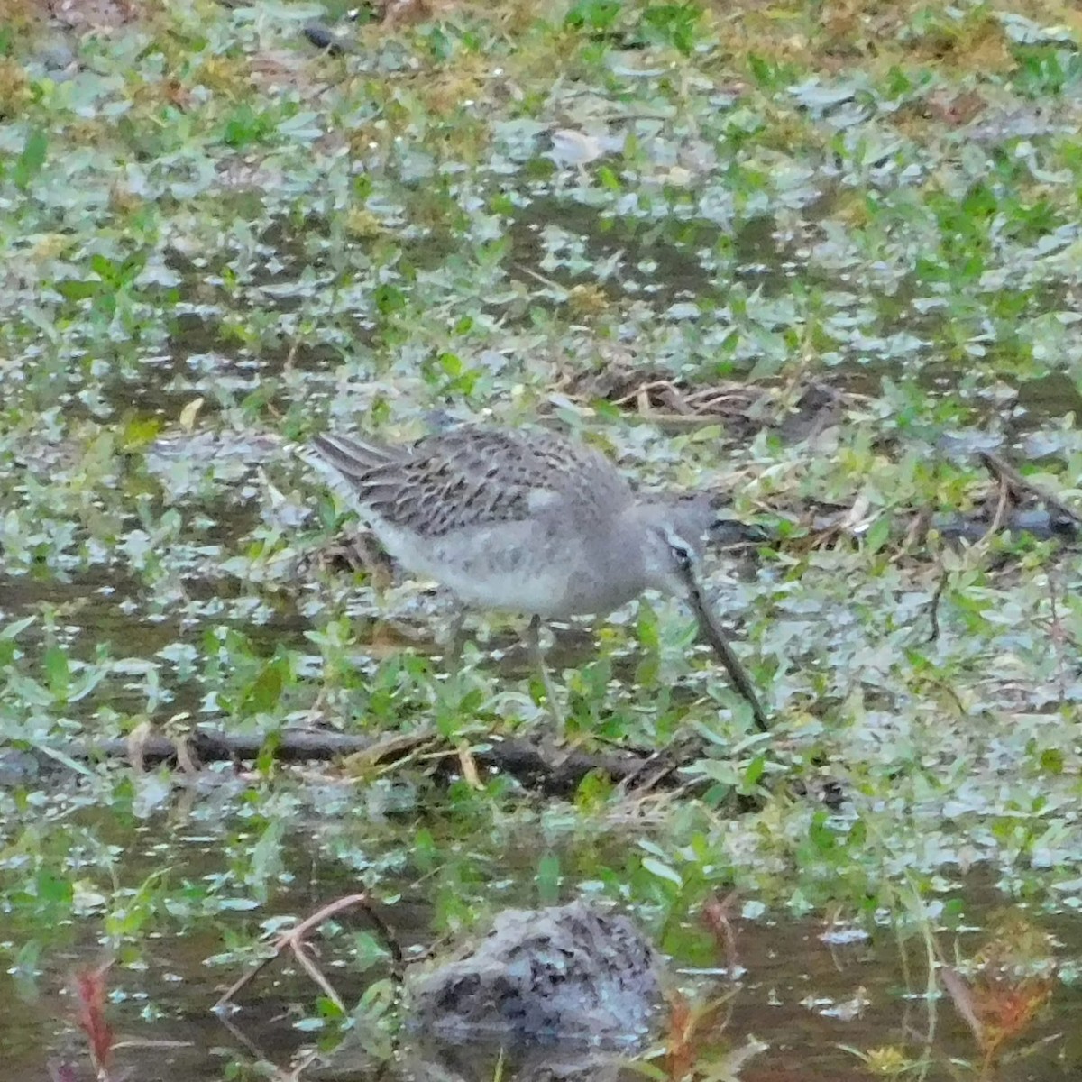 Long-billed Dowitcher - ML644610386