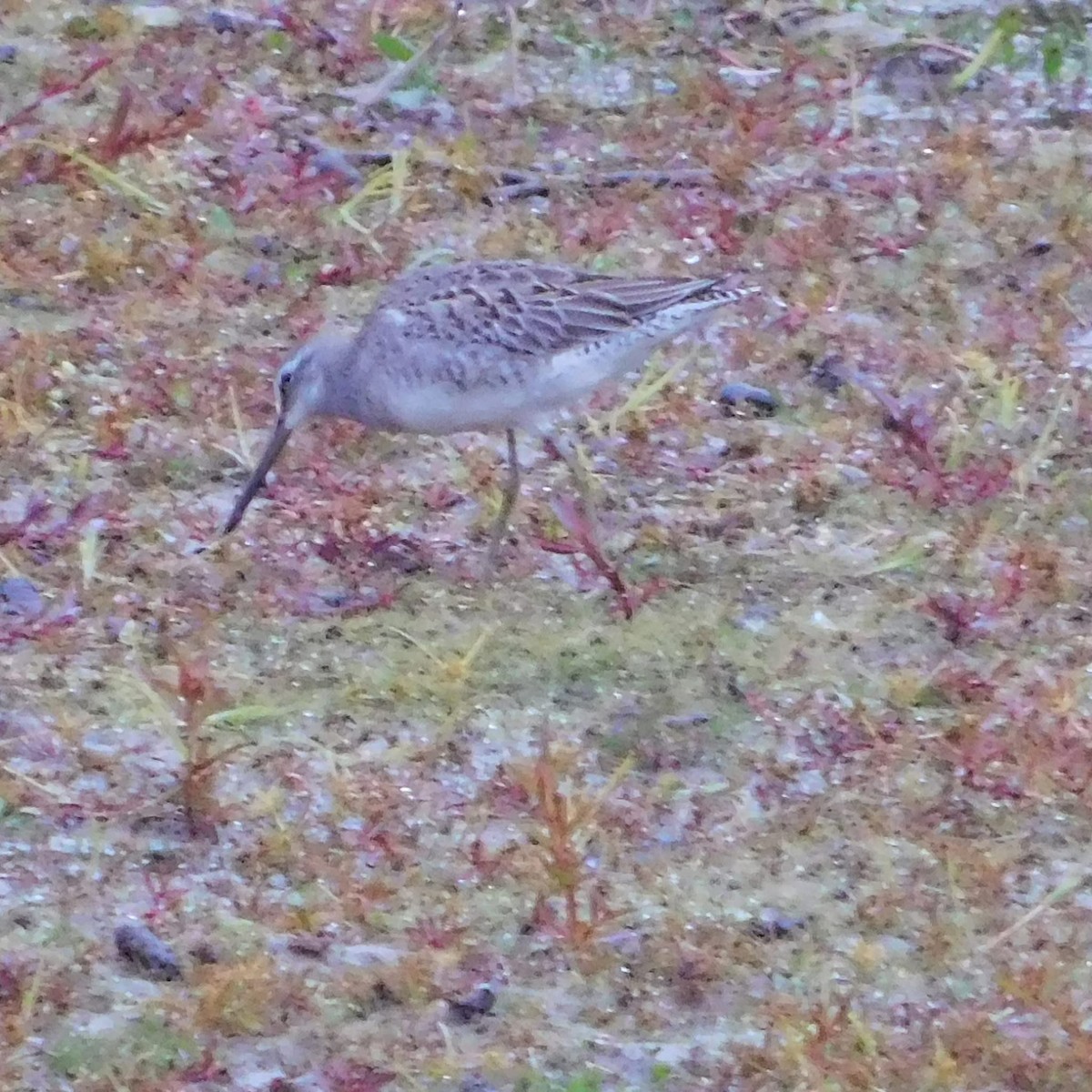 Long-billed Dowitcher - ML644610387