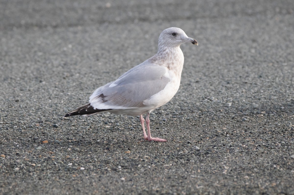 Iceland Gull (Thayer's) - ML644610388