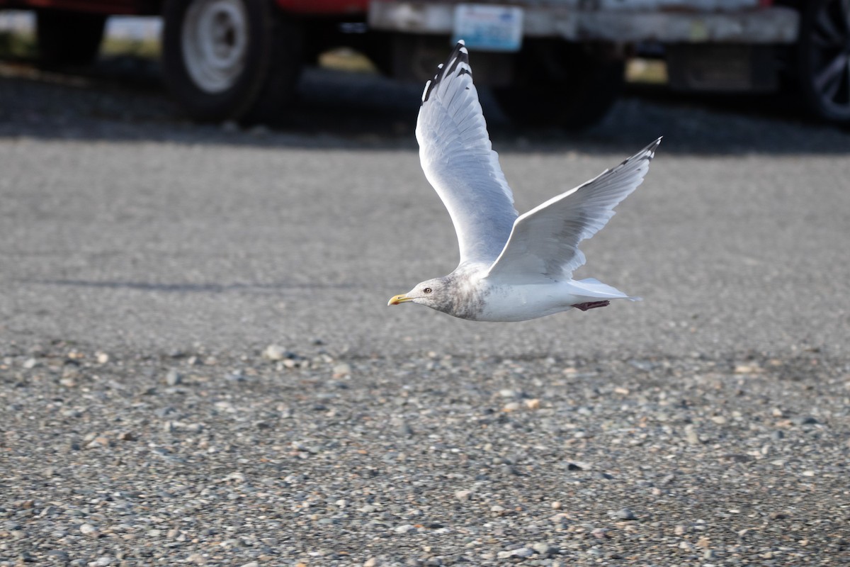 Iceland Gull (Thayer's) - ML644610389