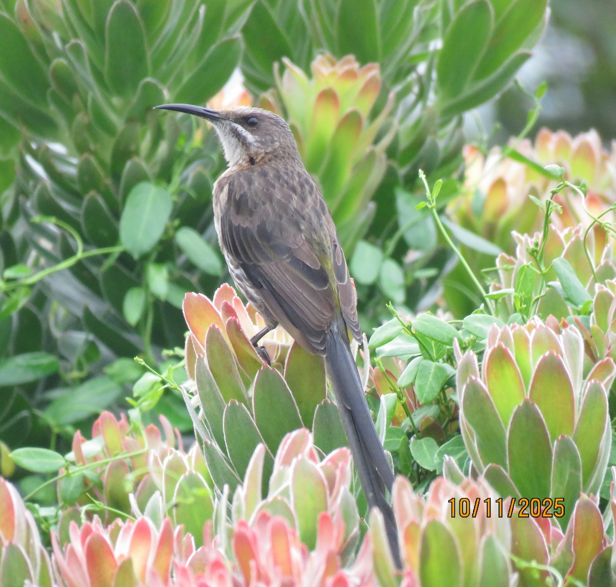 Цукролюб буроволий - ML644610391