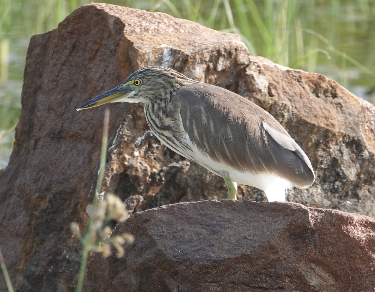 Indian Pond-Heron - ML644610394